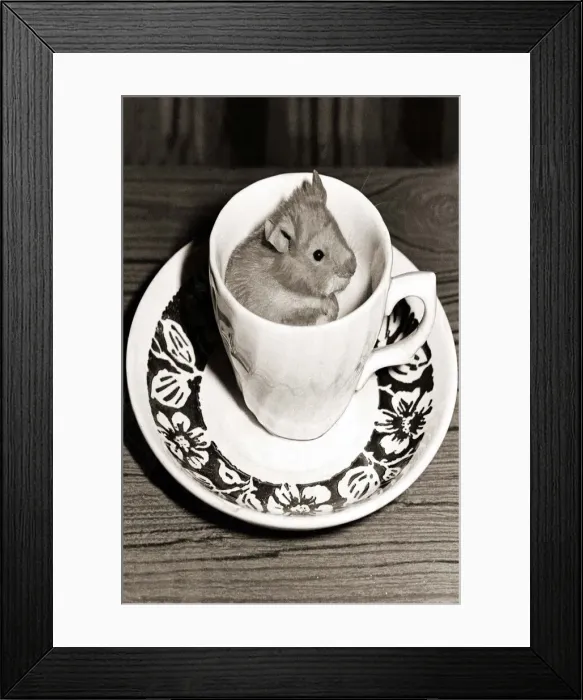 Framed Print : A Mouse resting in a cup and saucer