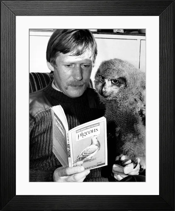 Framed Print : At seven weeks, no chick should be expected to read. But the young eagle owl at Whipsnade