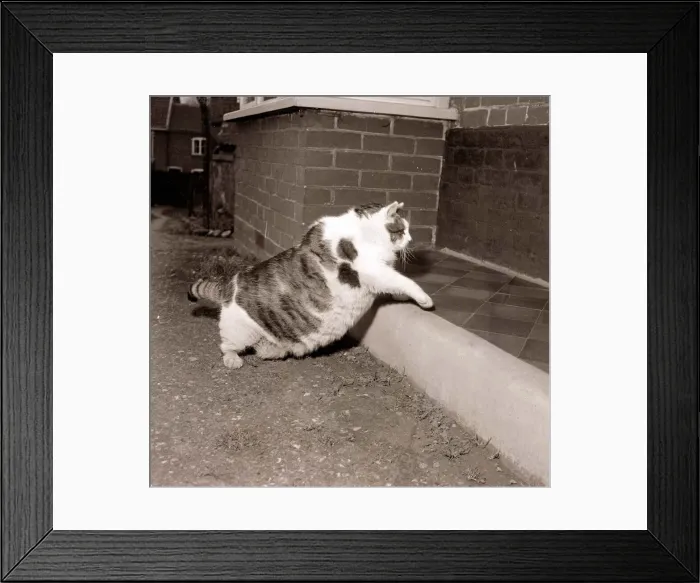 Framed Print : Britains Fattest Cat Large big overweight obese Walking climbing up step