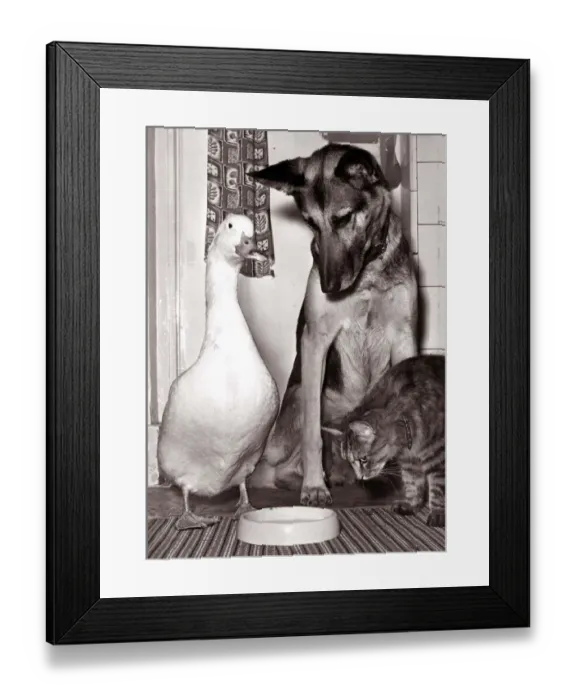 Framed Print : Penny the drake, Tina the alsatian dog and Kible the cat