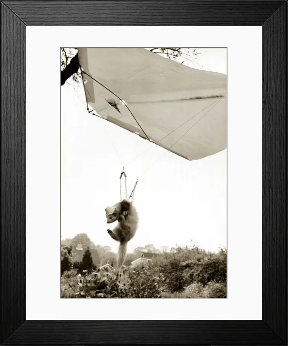 Framed Print : Handgliding animals Framed Print : Handgliding animals