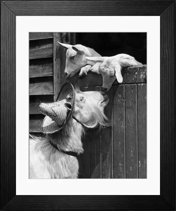 Framed Print : Goats of the aristocratic Windlesham Herd, Surrey, were got up for a beauty show Framed Print : Goats of the aristocratic Windlesham Herd, Surrey, were got up for a beauty show