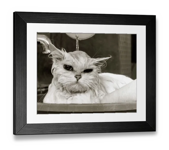 Framed Print : Bella the Persian Cat - April 1985 gets a soaking to prepare her for shows Framed Print : Bella the Persian Cat - April 1985 gets a soaking to prepare her for shows