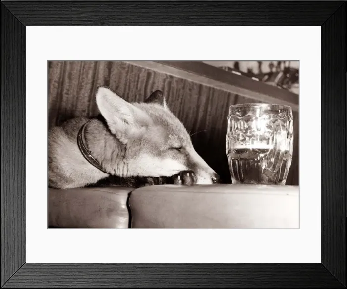 Framed Print : I think he has had one too many! This young fox looks weary as he drowns his Framed Print : I think he has had one too many! This young fox looks weary as he drowns his