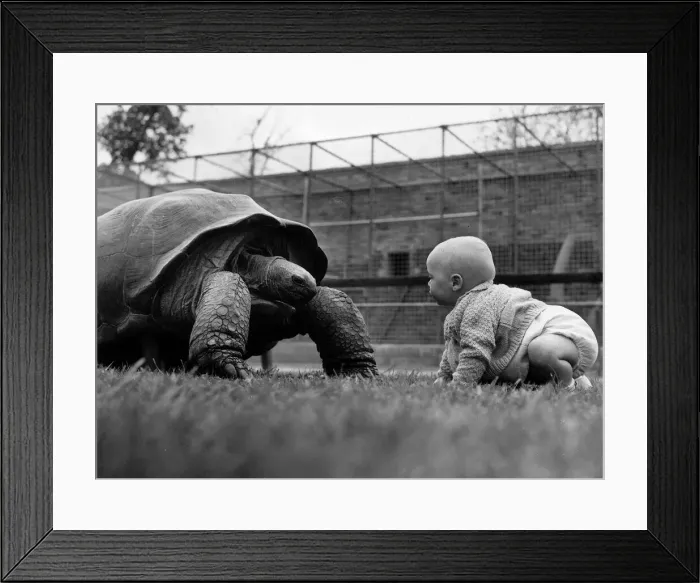 Framed Print : Reptiles Tortoise 11 month old Stuart Gibb comes face-to-face with Mr Framed Print : Reptiles Tortoise 11 month old Stuart Gibb comes face-to-face with Mr