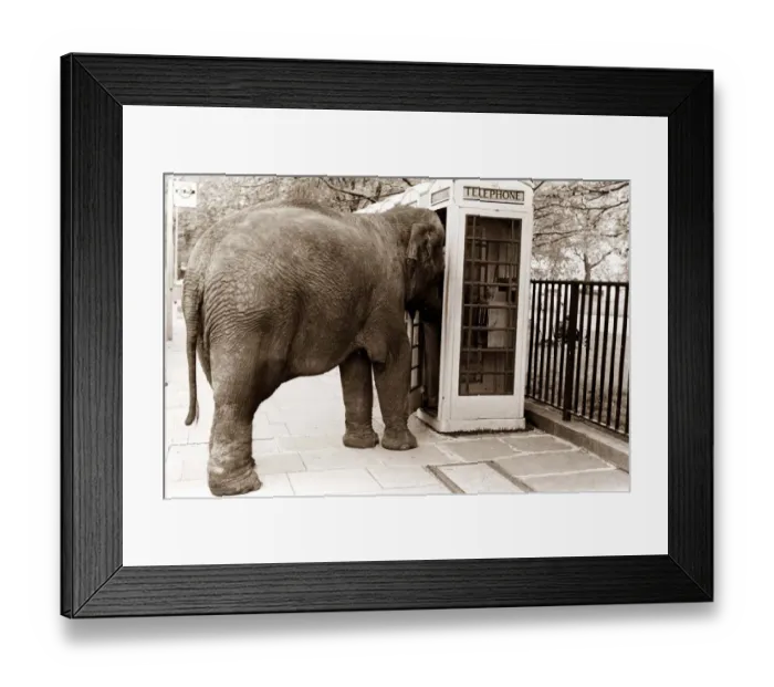 Framed Print : An elephant attempts to use a phone booth Framed Print : An elephant attempts to use a phone booth