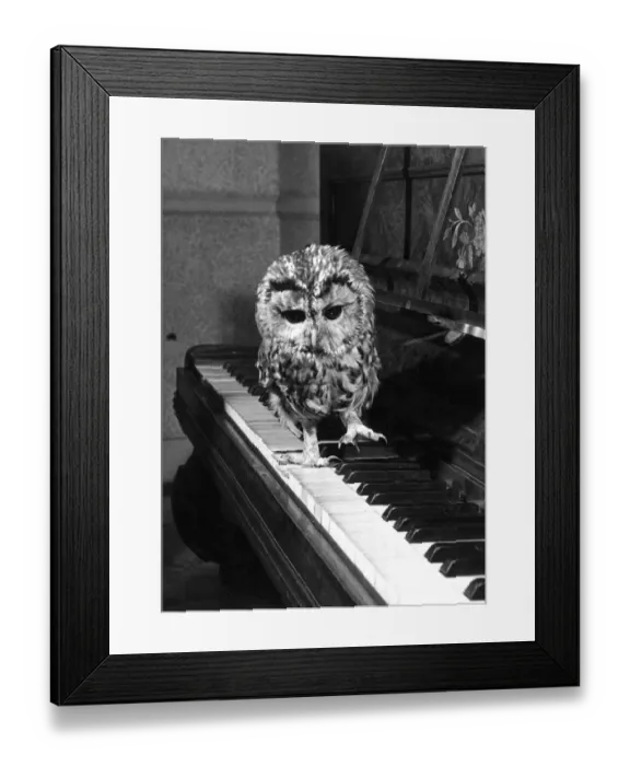 Framed Print : Tweeky the tawny owl wants to be noticed, so he pounds up and down the piano keys