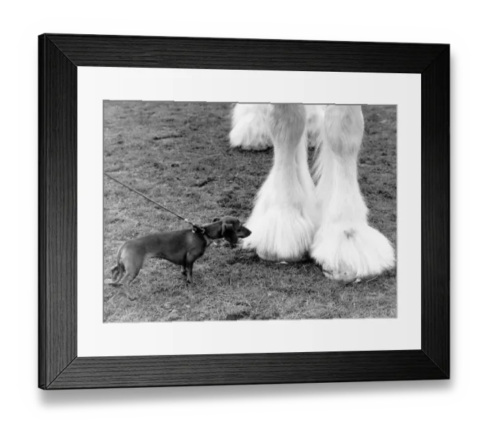 Framed Print : A miniature Dachshund takes a closer look at the hoof of a Shire Horse at the Shire Horse