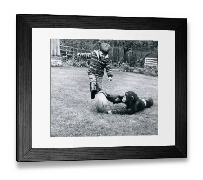 Framed Print : Little david Cawleyknows a thing or two about Rugby, and with the help of his friend Framed Print : Little david Cawleyknows a thing or two about Rugby, and with the help of his friend