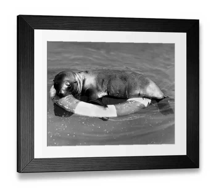 Framed Print : Seal Sleepie relaxes on a life belt at Longleat Safari Park near Bath