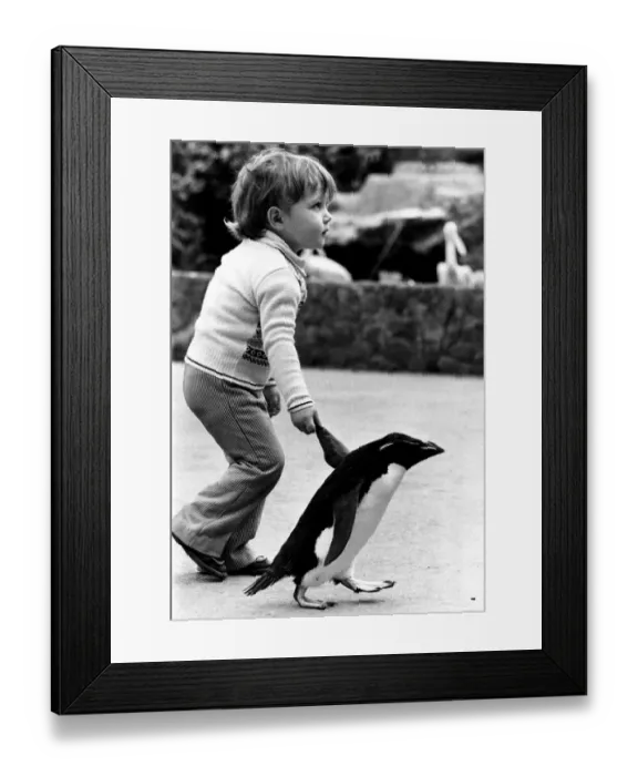 Framed Print : Tee-Pee the penguin is clearly a high-flier. He behaves like a flipping hum being Framed Print : Tee-Pee the penguin is clearly a high-flier. He behaves like a flipping hum being
