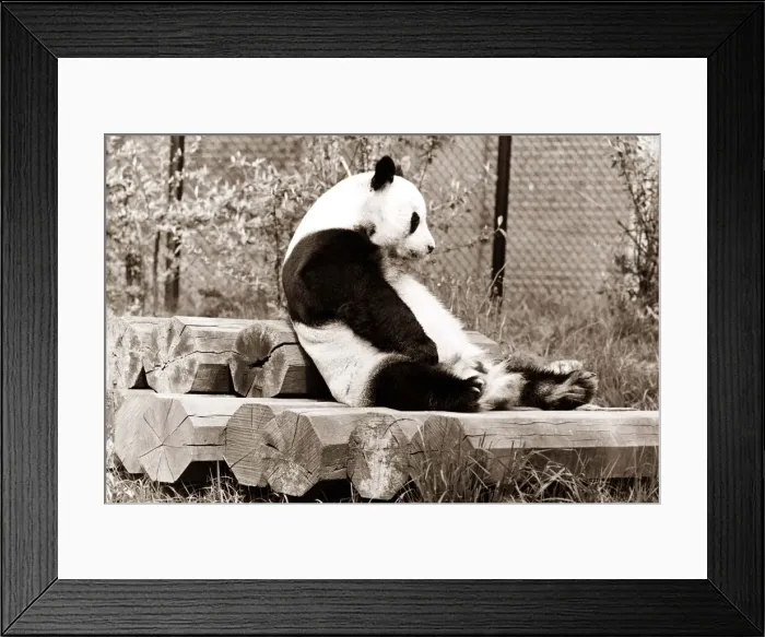 Framed Print : A panda sits and contemplates his day at the zoo, sitting on top of a pile of logs Framed Print : A panda sits and contemplates his day at the zoo, sitting on top of a pile of logs