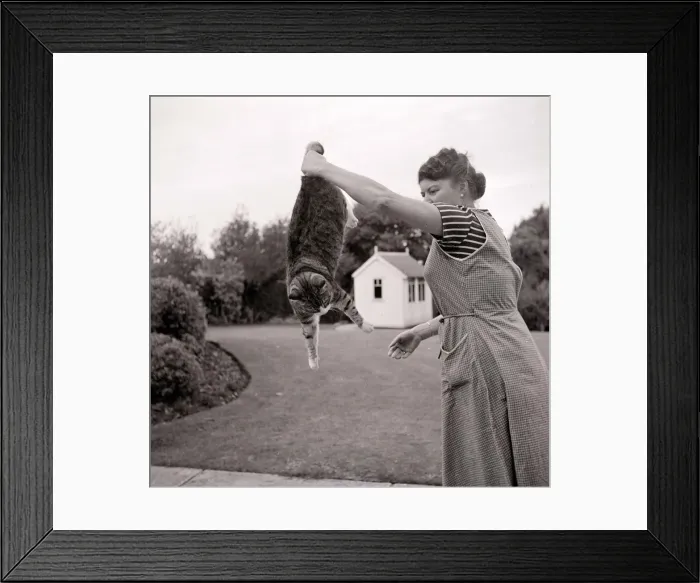 Framed Print : Cat Likes A Swing By Its Tail Tabby cat being swung around in the air by its owner Framed Print : Cat Likes A Swing By Its Tail Tabby cat being swung around in the air by its owner
