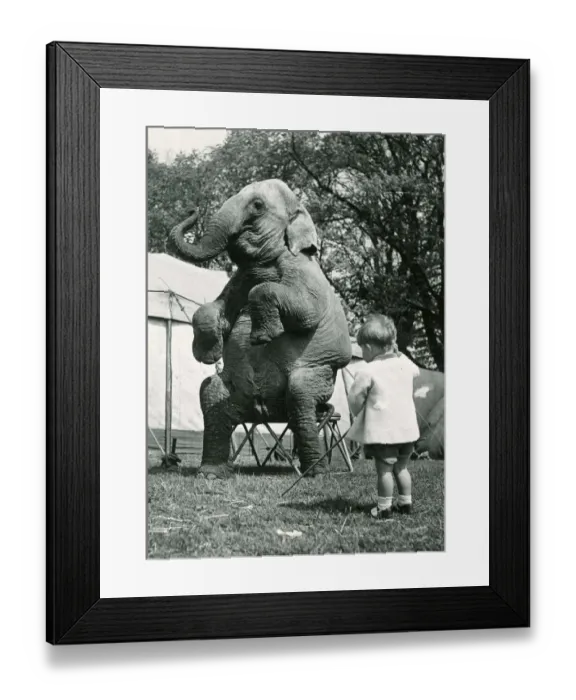 Framed Print : A young boy looks at an Elephant at a circus which is sitting on a stand with its front