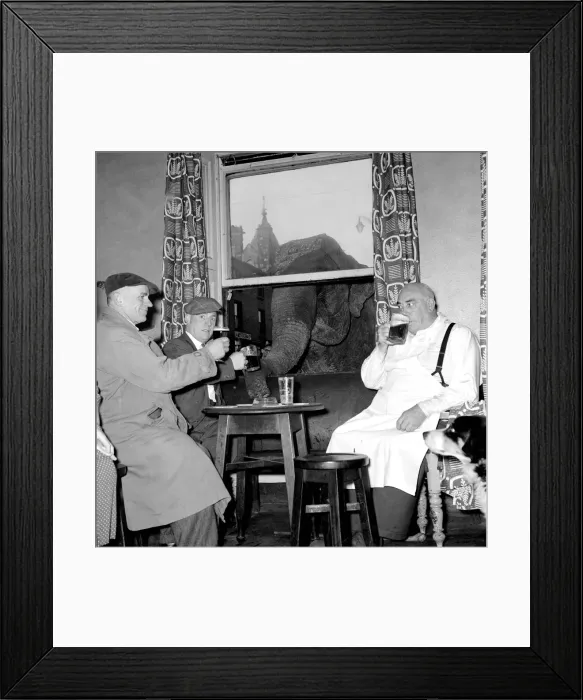 Framed Print : Elephant Jumbo pops in for a pint at the Westgare Hotel in Halifax - elephant looking in Framed Print : Elephant Jumbo pops in for a pint at the Westgare Hotel in Halifax - elephant looking in