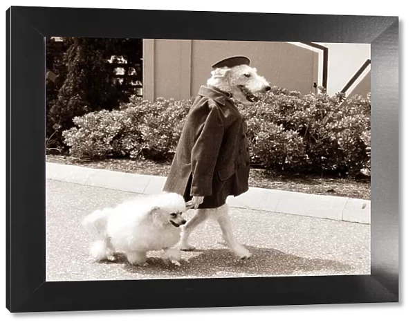 A dog wearing clothes and standing upright takes another dog for a walk down the street