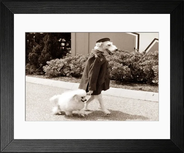 Framed Print : A dog wearing clothes and standing upright takes another dog for a walk down the street