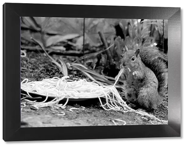 This grey squirrel in Camberley, Surrey, is grabbing a quick meal of spaghetti May