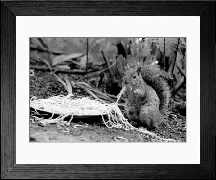 Framed Print : This grey squirrel in Camberley, Surrey, is grabbing a quick meal of spaghetti May Framed Print : This grey squirrel in Camberley, Surrey, is grabbing a quick meal of spaghetti May