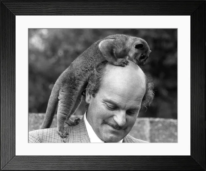 Framed Print : Animals Kinkajou Pedro the Kinkajou is on top of the world enjoying a little global Framed Print : Animals Kinkajou Pedro the Kinkajou is on top of the world enjoying a little global
