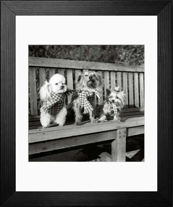 Framed Print : Dogs wearing scarves A poodle dog and two terriers on a park bench