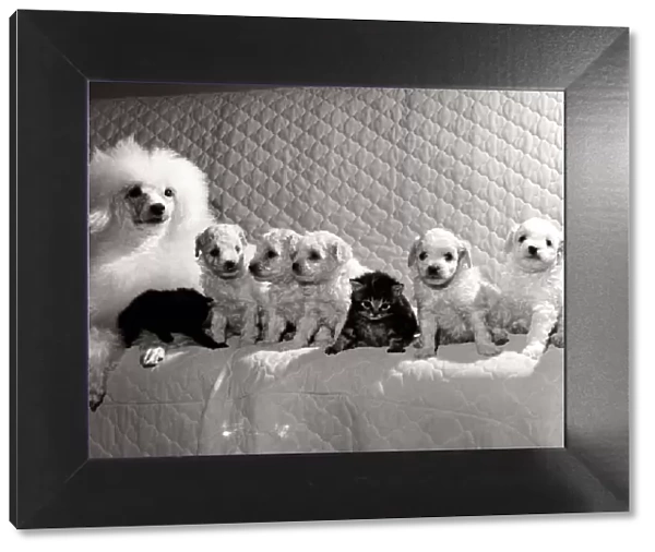 Lady the Poodle with her family of five pups and two stray kittens that were found