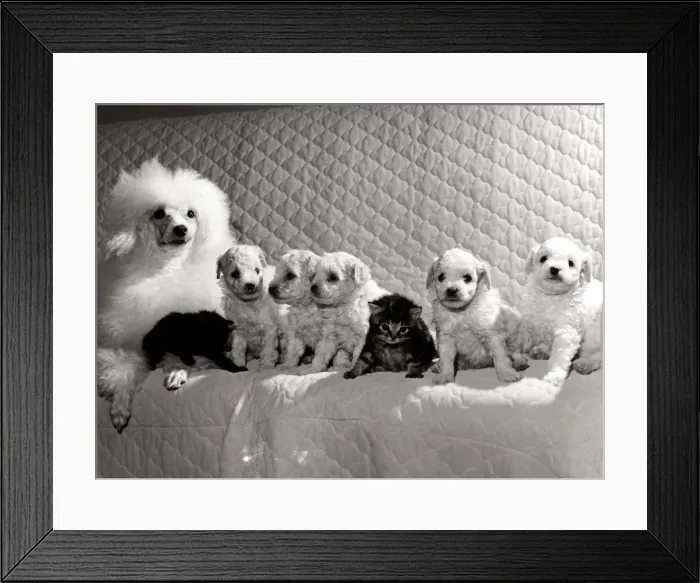 Framed Print : Lady the Poodle with her family of five pups and two stray kittens that were found
