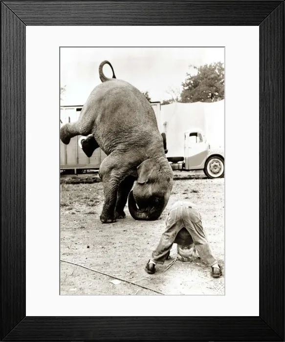 Framed Print : elephant and boy attempt to do a hand stand circa 1971 Framed Print : elephant and boy attempt to do a hand stand circa 1971
