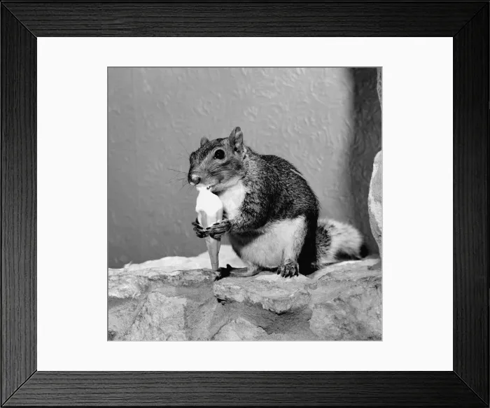 Framed Print : Smokey the squirrel has changed his diet to ice cream cornetto keep cool in the summer Framed Print : Smokey the squirrel has changed his diet to ice cream cornetto keep cool in the summer