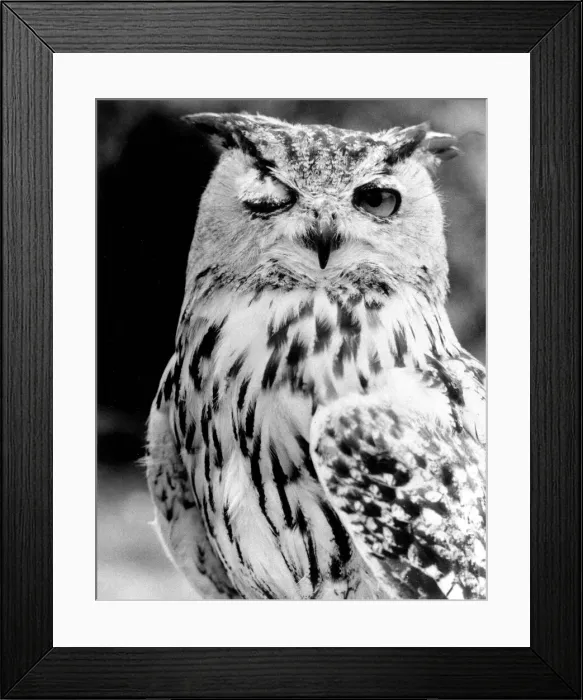 Framed Print : This owl has its own ways of trying to find a partner - by a suggestive wink with its eye Framed Print : This owl has its own ways of trying to find a partner - by a suggestive wink with its eye