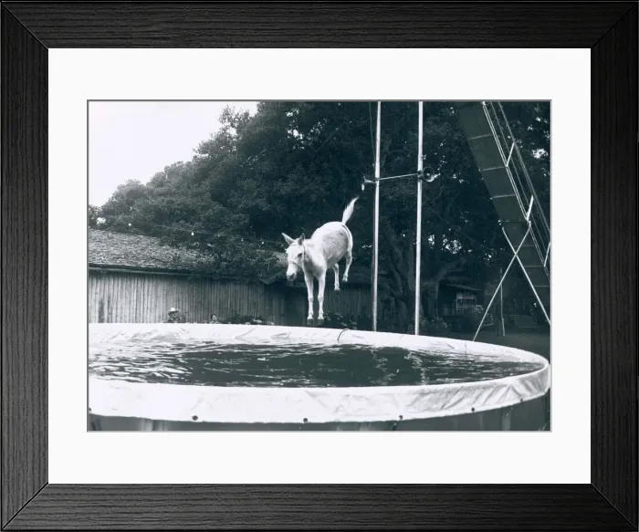 Framed Print : Animals Mules. Sue the Mule jumps 15 metres into a pool from a high board