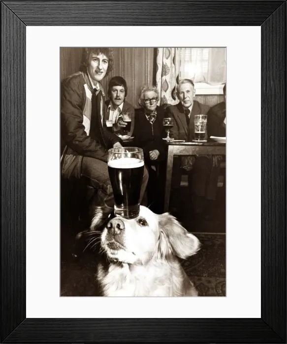 Framed Print : A labrador balances a pint of guinness on his forhead as other pub-goers look on in Framed Print : A labrador balances a pint of guinness on his forhead as other pub-goers look on in