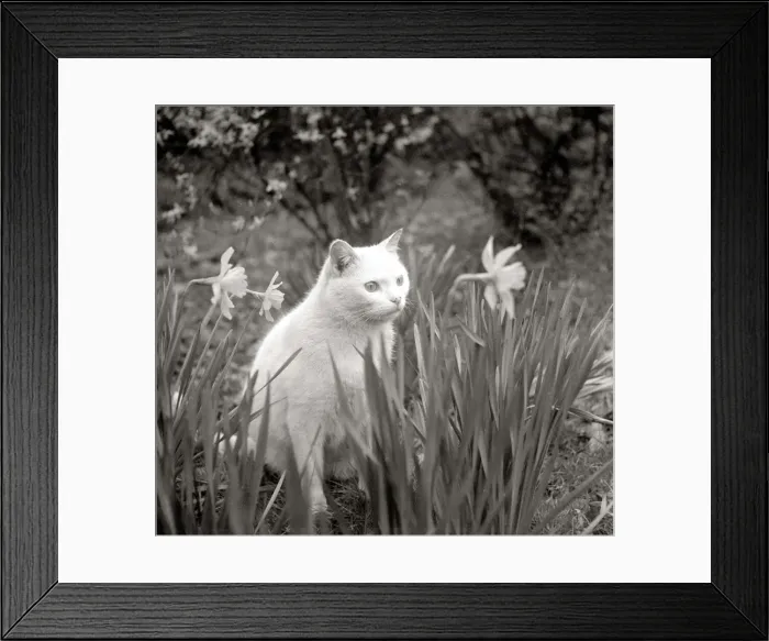 Framed Print : White shorthair cat sits amongst the daffodils Framed Print : White shorthair cat sits amongst the daffodils