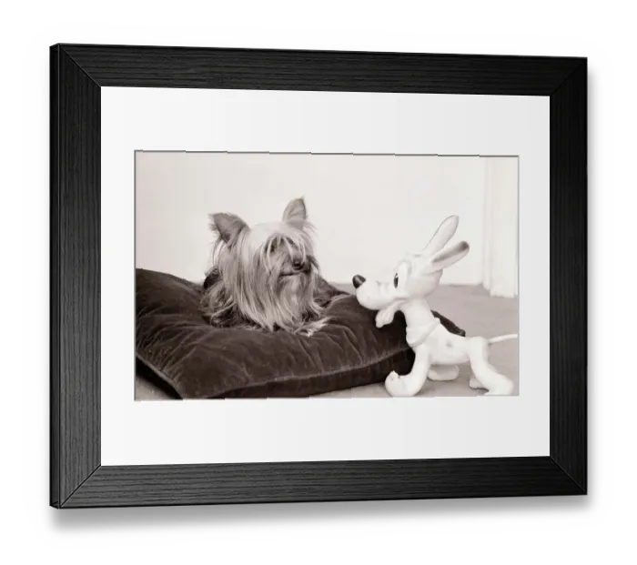 Framed Print : Yorkshire terrier dog and friend Cuddly toy animal dogs squeaky friendship