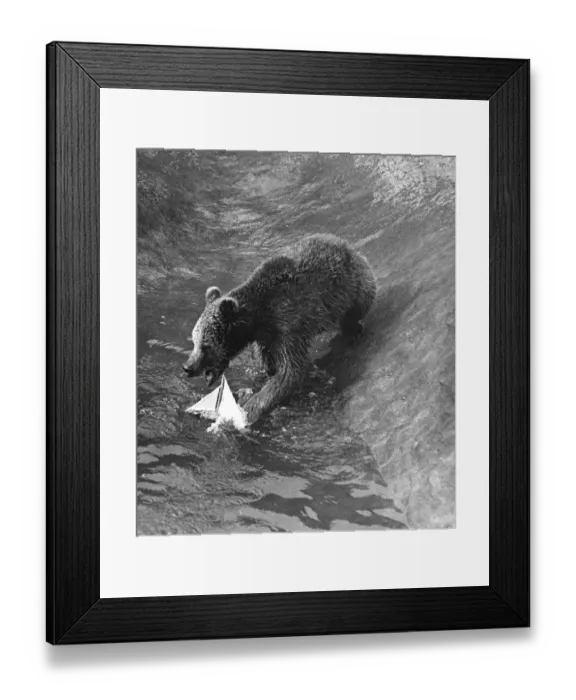 Framed Print : A Bear plays with a toy boat in the water pool in his enclosure at London Zoo circa Framed Print : A Bear plays with a toy boat in the water pool in his enclosure at London Zoo circa