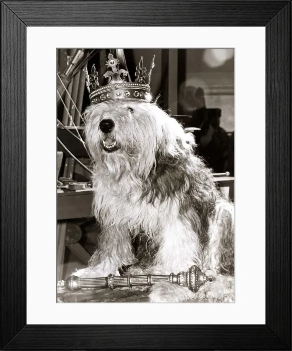 Framed Print : An Old English Sheepdog wearing a crown sitting on a throne Framed Print : An Old English Sheepdog wearing a crown sitting on a throne