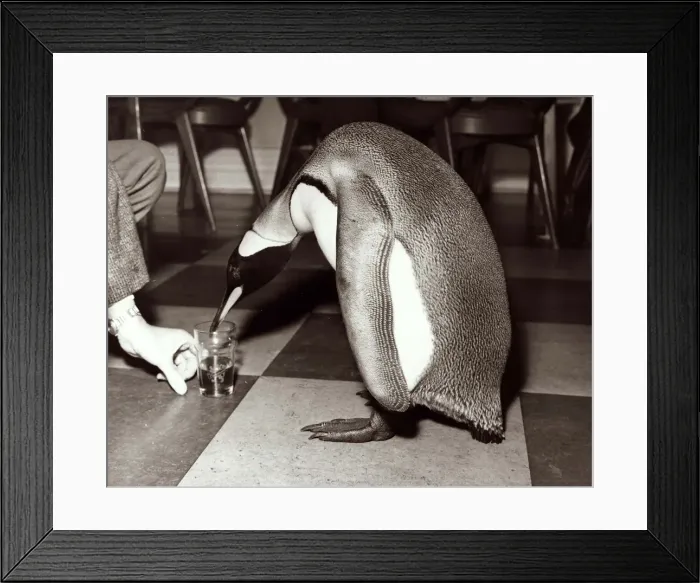 Framed Print : Penguin drinking beer from a pint glass - December 1965 Framed Print : Penguin drinking beer from a pint glass - December 1965