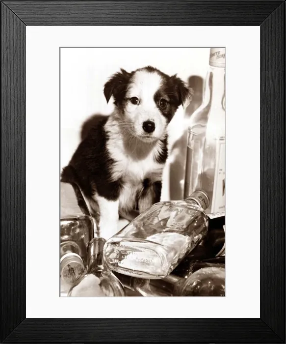 Framed Print : A dog standing over and empty bottle of alcohol Framed Print : A dog standing over and empty bottle of alcohol