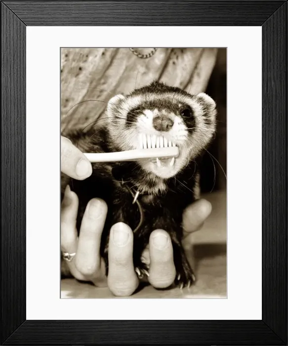 Framed Print : erret having its teeth cleaned with a toothbrush May 1982 Chips the ferret