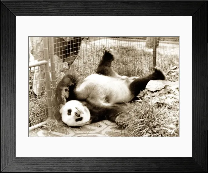 Framed Print : A panda sprawls out on the ground as he tries to get comfortable for a nap circa Framed Print : A panda sprawls out on the ground as he tries to get comfortable for a nap circa