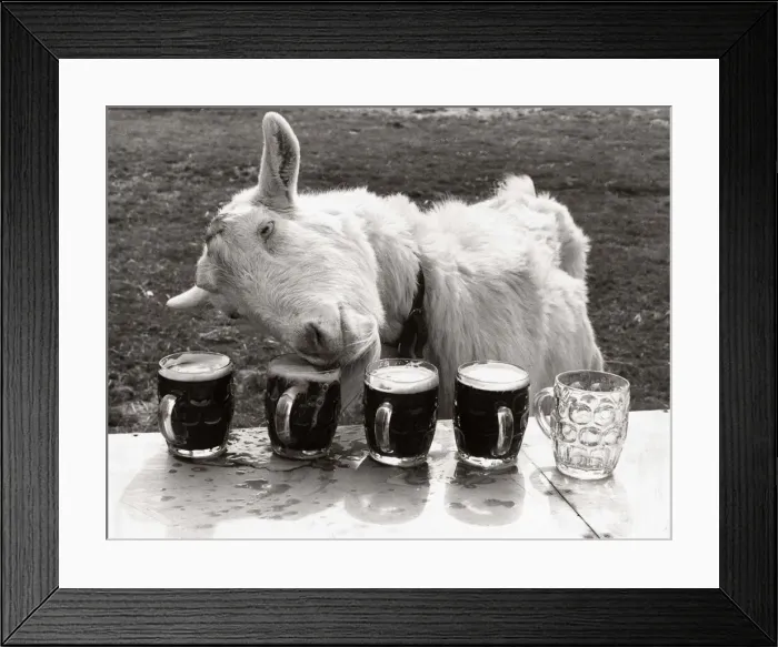 Framed Print : Goat drinking pints of beer laid out on a table - April 1978 Framed Print : Goat drinking pints of beer laid out on a table - April 1978