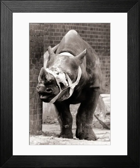Framed Print : A rhino wearing a muzzle circa 1976