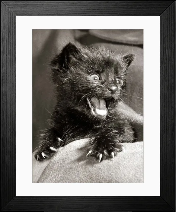Framed Print : Lucky the Kitten - July 1962 Little Black Cat Framed Print : Lucky the Kitten - July 1962 Little Black Cat