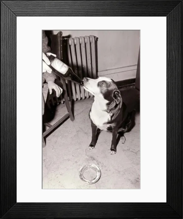 Framed Print : Mandy the Mongrel Dog Drinking Guinness from a bottle Framed Print : Mandy the Mongrel Dog Drinking Guinness from a bottle