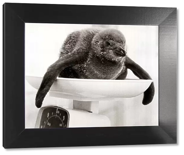 A Baby Penguin Chick on the Weighing Scales - June 1978 at Chesington Zoo