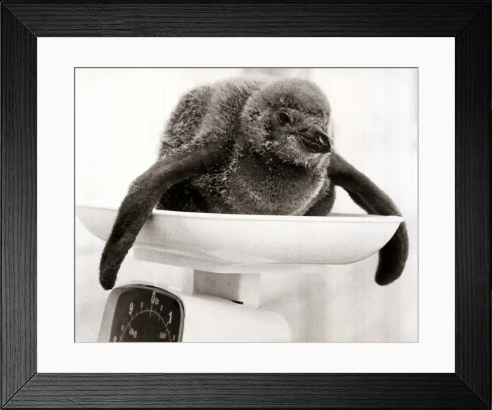 Framed Print : A Baby Penguin Chick on the Weighing Scales - June 1978 at Chesington Zoo