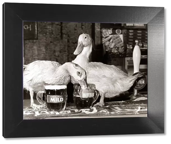 Ducks drinking pints of beer in their local pub from pint glasses - October 1984
