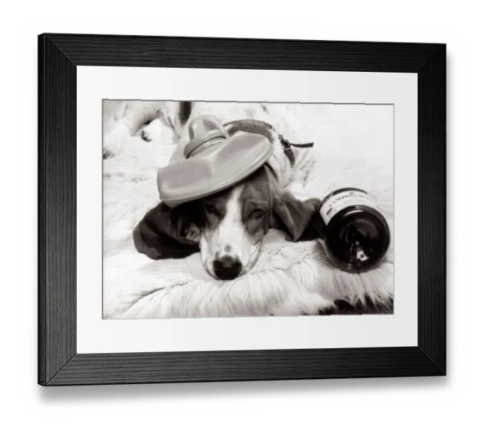 Framed Print : Jessie the bassett hound with a hangover after a party October 1984 Framed Print : Jessie the bassett hound with a hangover after a party October 1984