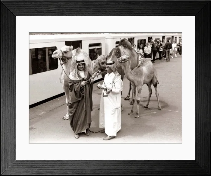 Framed Print : Camels at Olympia Station - August 1986 with Arab handlers Framed Print : Camels at Olympia Station - August 1986 with Arab handlers