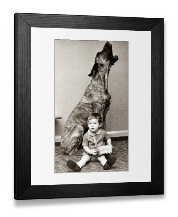 Framed Print : a boy plays a small accordion, looking confused, while his large canine companion sings